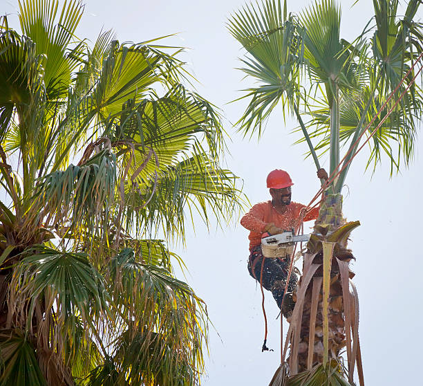 Best Tree Health Inspection  in Demarest, NJ