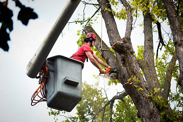 How Our Tree Care Process Works  in  Demarest, NJ