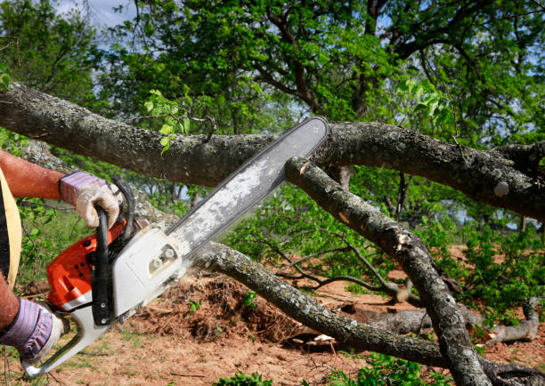 Best Arborist Consultation Services  in Demarest, NJ
